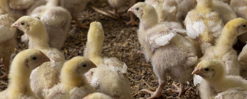 小鸡破壳有血会不会死亡，一般不会致死
