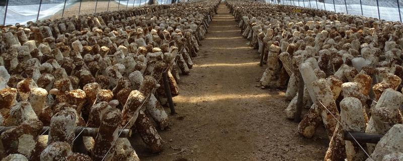 有哪些菌类食物，有香菇、蘑菇、草菇等