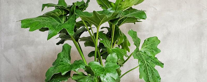 天南星和半夏有什么区别，科属、形态、别称都不同