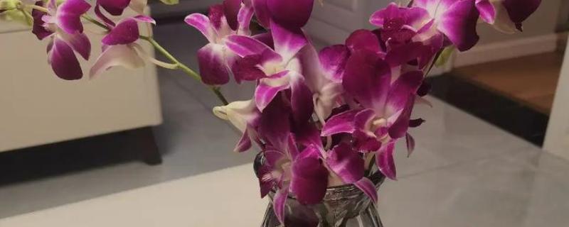 洋兰插花瓶怎么水养，将其放到光照柔和的位置养护