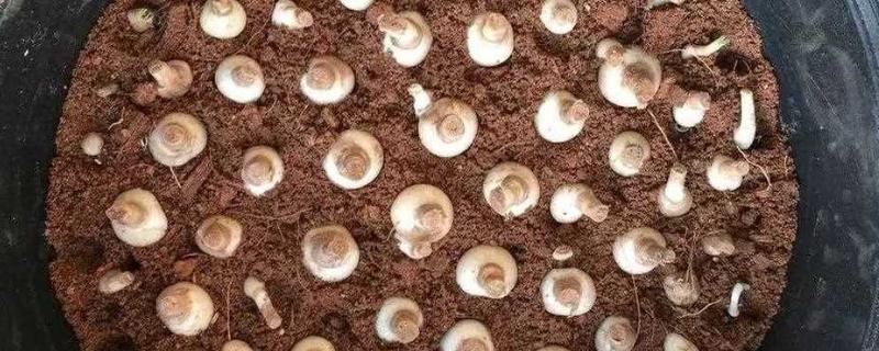 风雨兰的球根怎么种植，剪除叶片和花茎再直接栽入土壤中