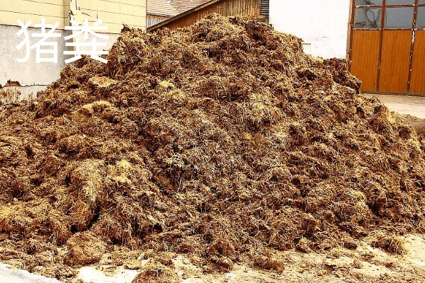 使用畜禽粪肥的好处，猪粪可以形成腐殖质