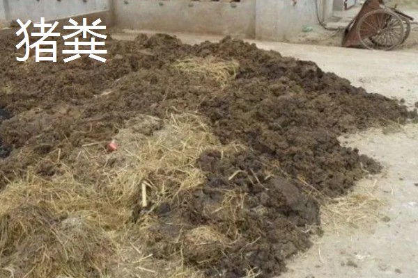 使用畜禽粪肥的好处，猪粪可以形成腐殖质