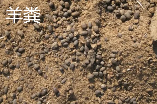 使用畜禽粪肥的好处，猪粪可以形成腐殖质