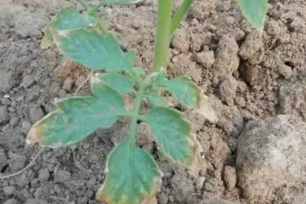 使用畜禽粪肥的好处，猪粪可以形成腐殖质