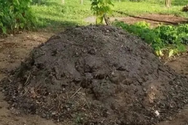 使用畜禽粪肥的好处，猪粪可以形成腐殖质