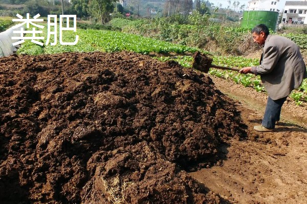 使用畜禽粪肥的好处，猪粪可以形成腐殖质