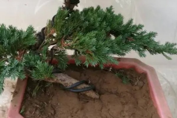 盆景地柏的寓意，寓意长寿