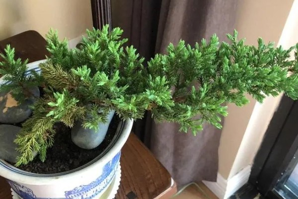 盆景地柏的寓意，寓意长寿