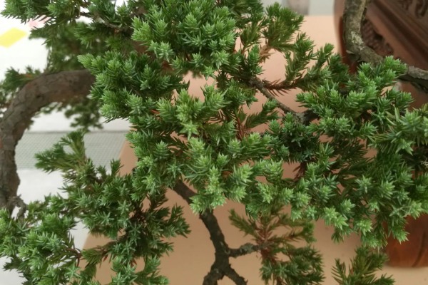 盆景地柏的寓意，寓意长寿