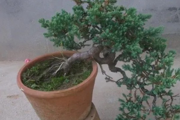 盆景地柏的寓意，寓意长寿