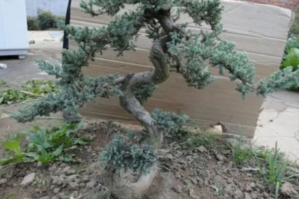 盆景地柏的寓意，寓意长寿