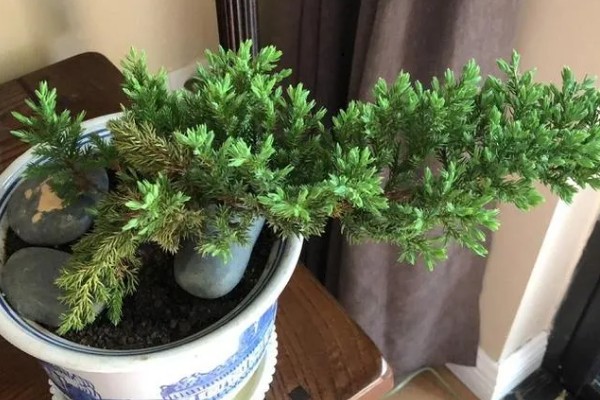 盆景地柏的寓意，寓意长寿
