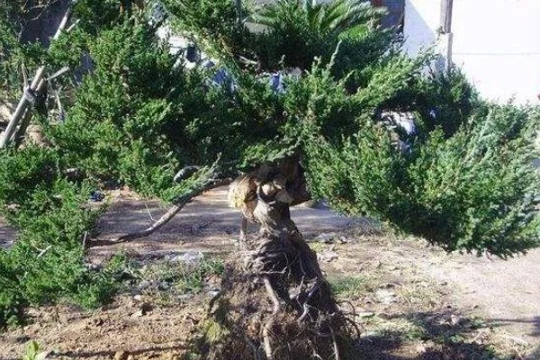 盆景地柏的寓意，寓意长寿