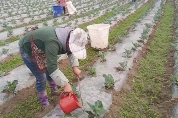 棚菜怎么施用冲施肥,追肥要与冲施肥相结合