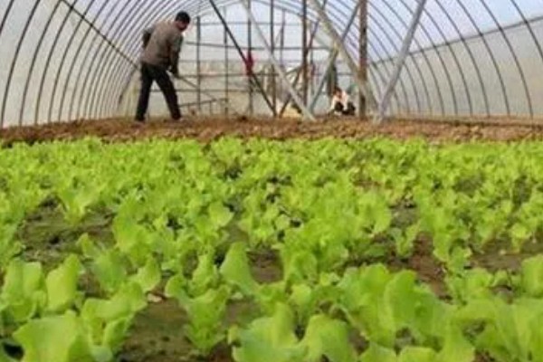 棚菜怎么施用冲施肥,追肥要与冲施肥相结合