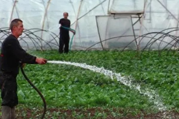 棚菜怎么施用冲施肥,追肥要与冲施肥相结合