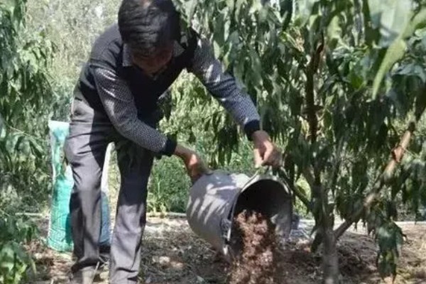 棚菜怎么施用冲施肥,追肥要与冲施肥相结合