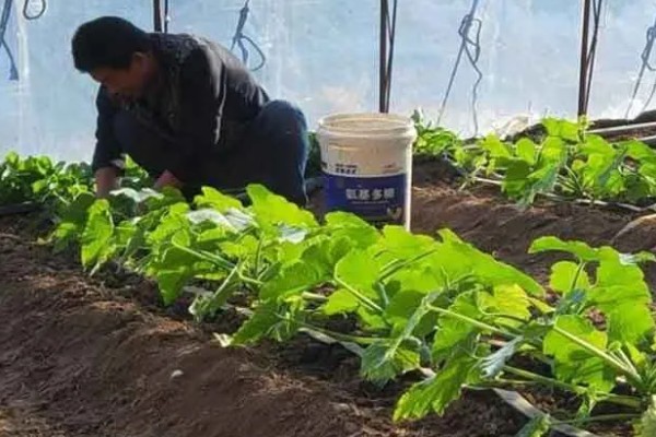 棚菜怎么施用冲施肥,追肥要与冲施肥相结合