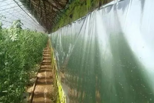 棚菜怎么施用冲施肥,追肥要与冲施肥相结合