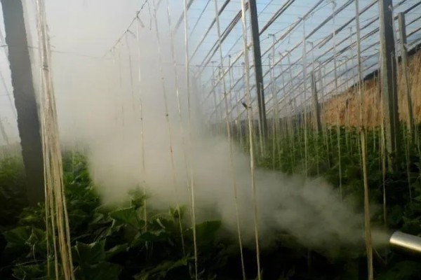 棚菜怎么施用冲施肥,追肥要与冲施肥相结合