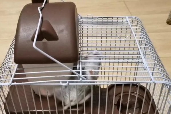 为什么仓鼠喜欢跑轮，因为它要保证每天的运动量