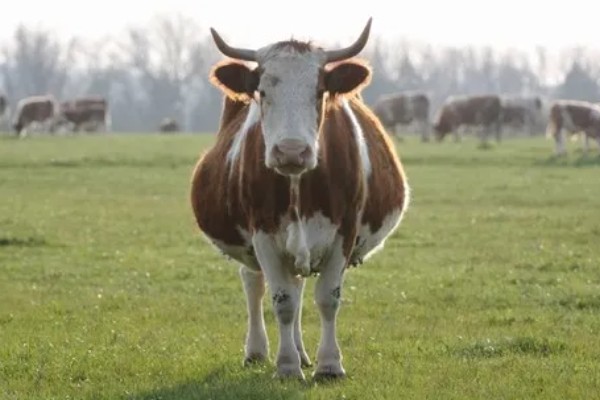 母牛临产前的征兆，临产前15天左右乳房会膨大