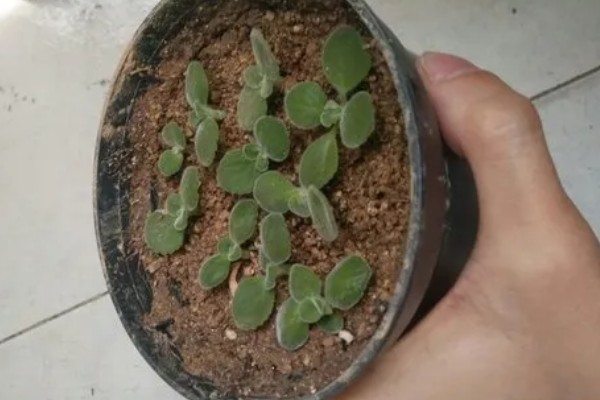 碰碰香的扦插方法，用多菌灵消毒并晾干后再插入土壤中