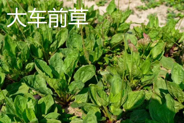 大车前草与平车前草的区别，叶片和果实均不同