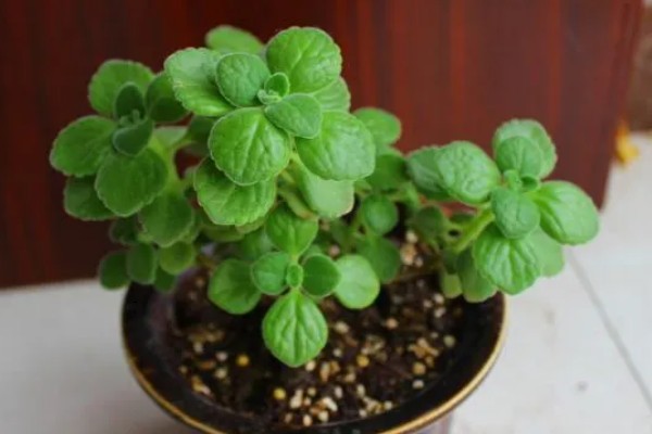 碰碰香的扦插方法，用多菌灵消毒并晾干后再插入土壤中