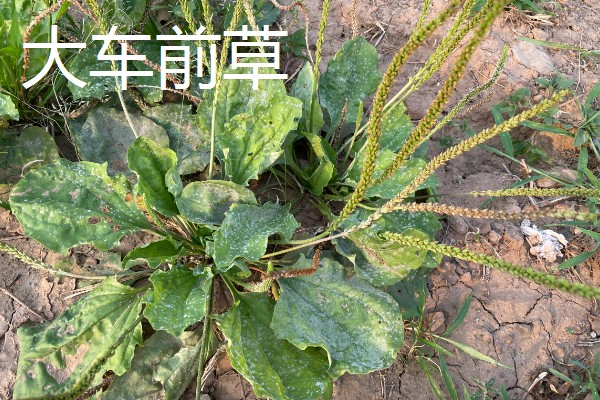 大车前草与平车前草的区别，叶片和果实均不同