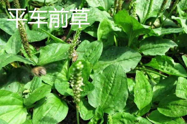 大车前草与平车前草的区别，叶片和果实均不同