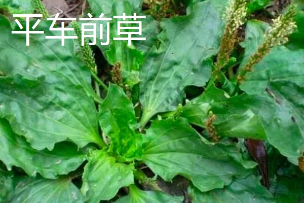 大车前草与平车前草的区别，叶片和果实均不同