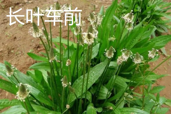 大车前草与平车前草的区别，叶片和果实均不同