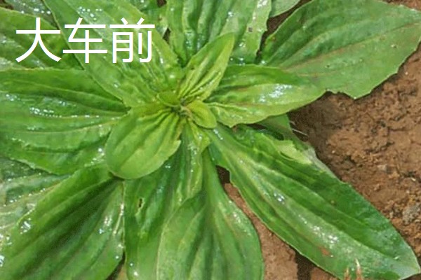 大车前草与平车前草的区别，叶片和果实均不同