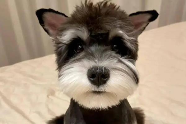 雪纳瑞的性格,雪纳瑞勇敢忠诚、聪明机灵