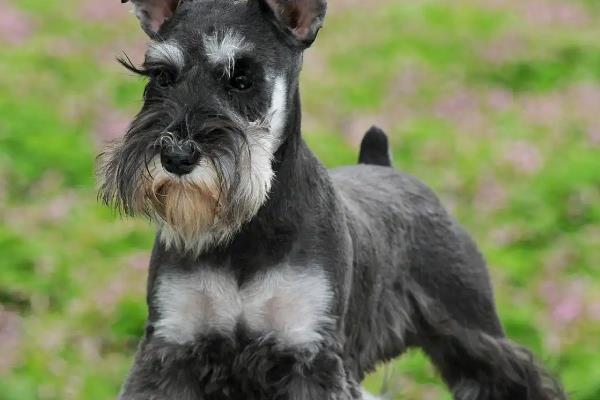 雪纳瑞的性格,雪纳瑞勇敢忠诚、聪明机灵