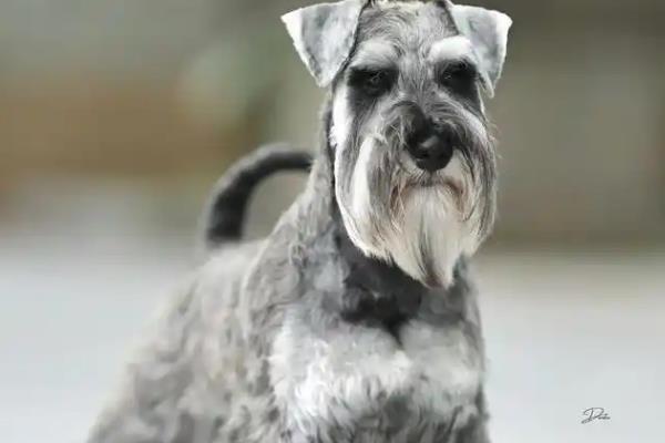 雪纳瑞的性格,雪纳瑞勇敢忠诚、聪明机灵