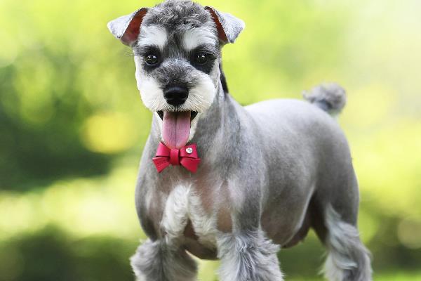 雪纳瑞的性格,雪纳瑞勇敢忠诚、聪明机灵