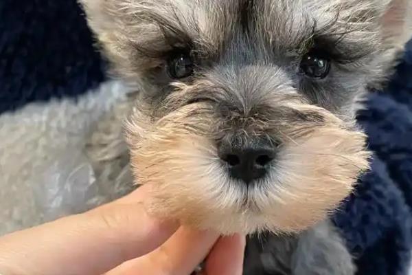 雪纳瑞的性格,雪纳瑞勇敢忠诚、聪明机灵