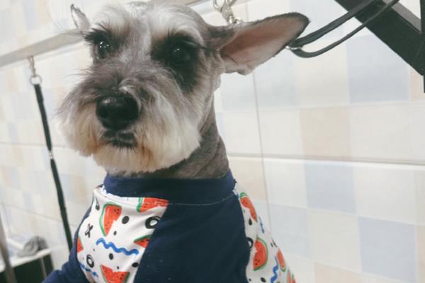 雪纳瑞的性格,雪纳瑞勇敢忠诚、聪明机灵