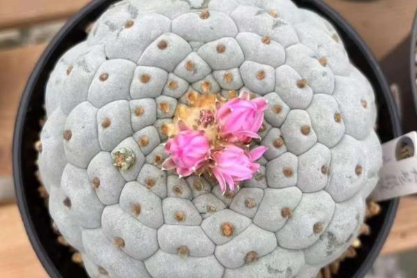 夏天乌羽玉能换盆吗，不建议在夏天换盆