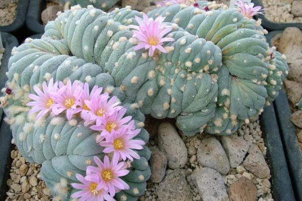 夏天乌羽玉能换盆吗，不建议在夏天换盆