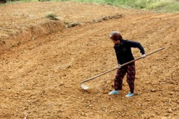 怎么种植黄豆，适合在4月份或6月份播种