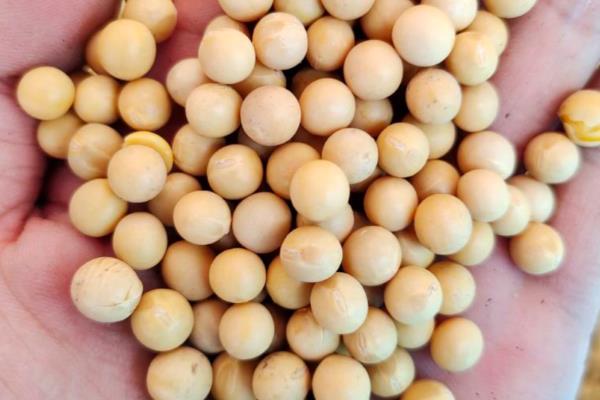 怎么种植黄豆，适合在4月份或6月份播种