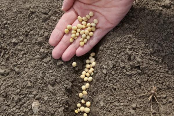 怎么种植黄豆，适合在4月份或6月份播种