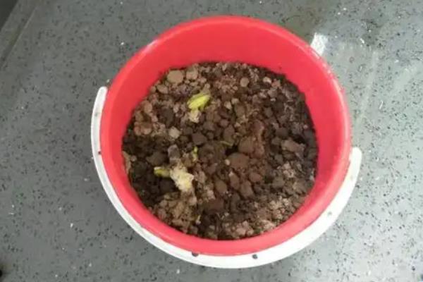 怎么种植黄豆，适合在4月份或6月份播种