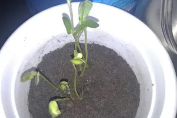 怎么种植黄豆，适合在4月份或6月份播种