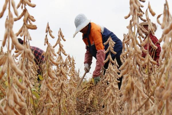 怎么种植黄豆，适合在4月份或6月份播种