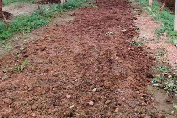 怎么种植黄豆，适合在4月份或6月份播种